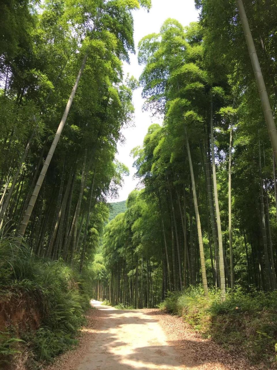 Moganshan Bamboo View Guesthouse Deqing Luaran gambar