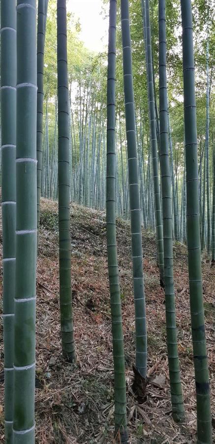 Moganshan Bamboo View Guesthouse Deqing Luaran gambar